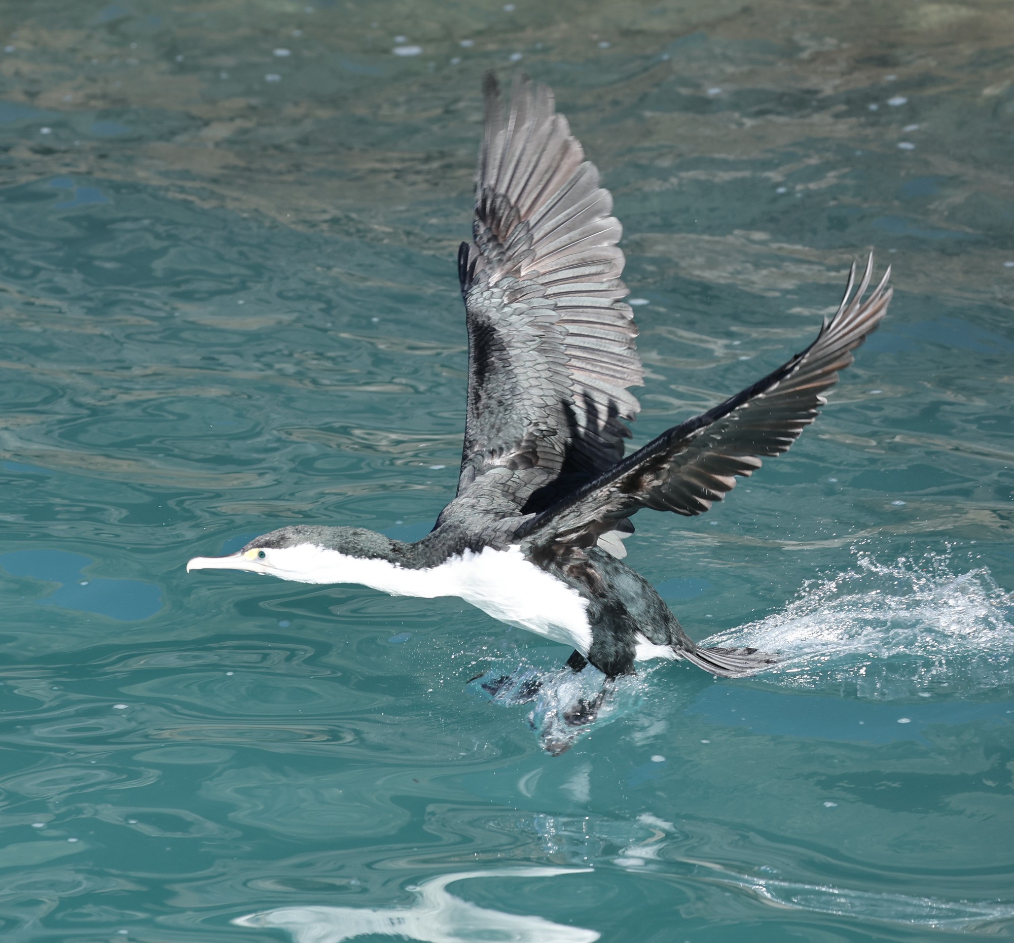 Dolphin Tour: Elsterscharbe