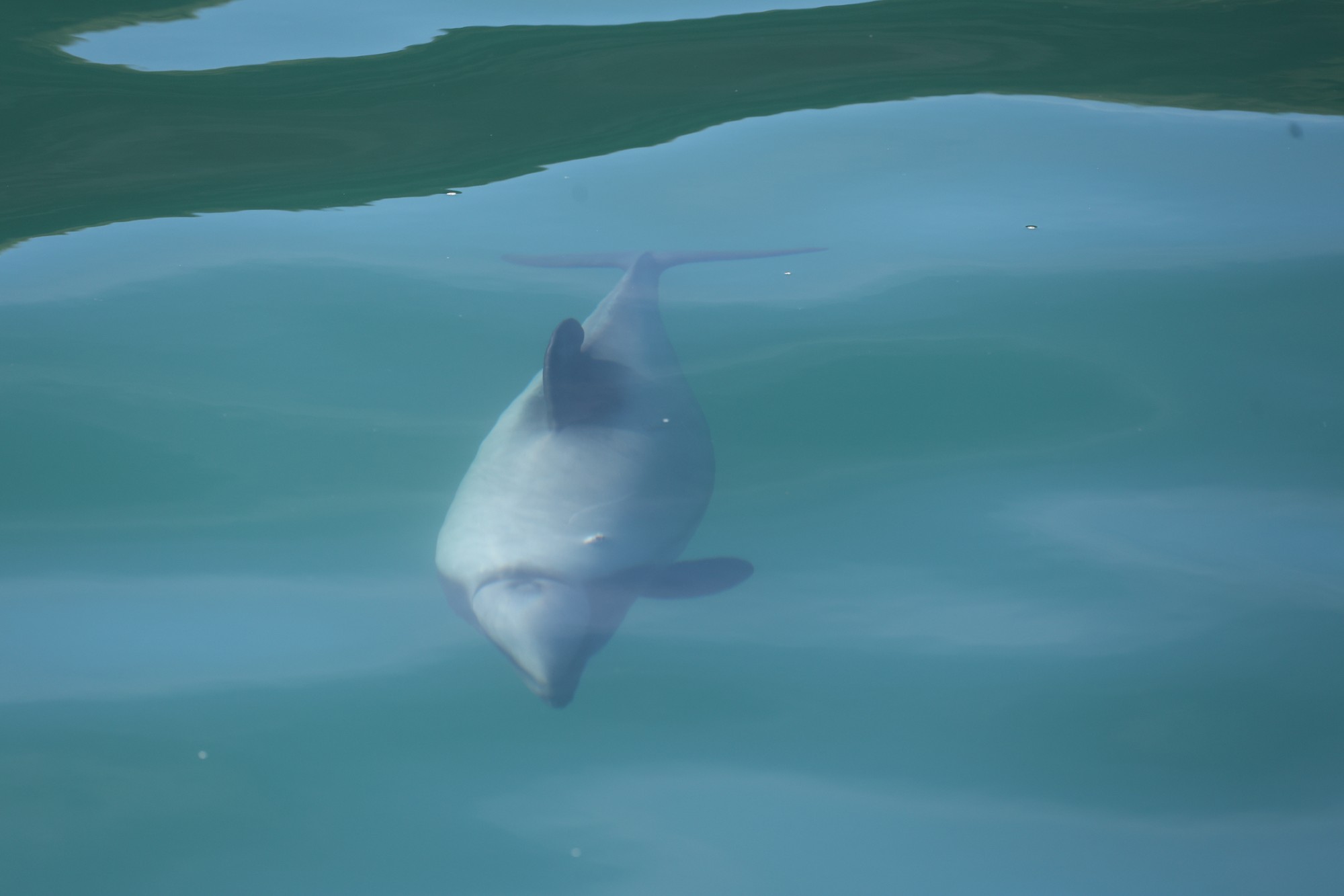 Dolphin Tour: Hector-Delphin