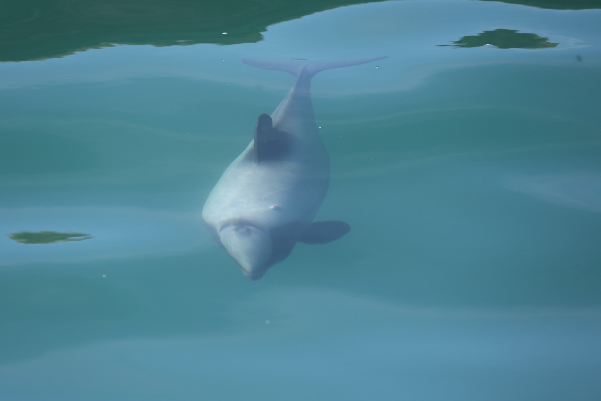 Dolphin Tour: Hector-Delphin