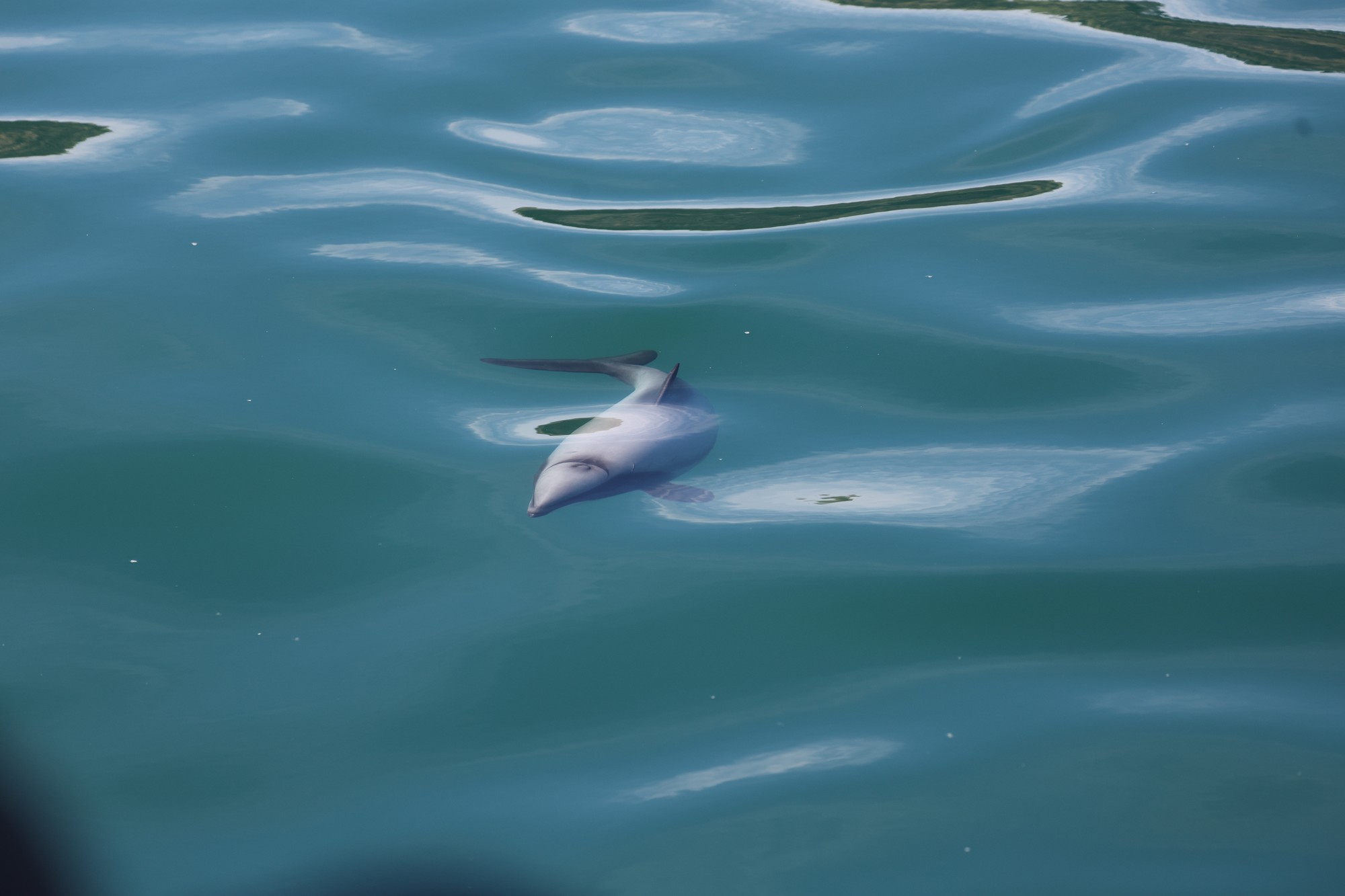 Dolphin Tour: Hector-Delphin