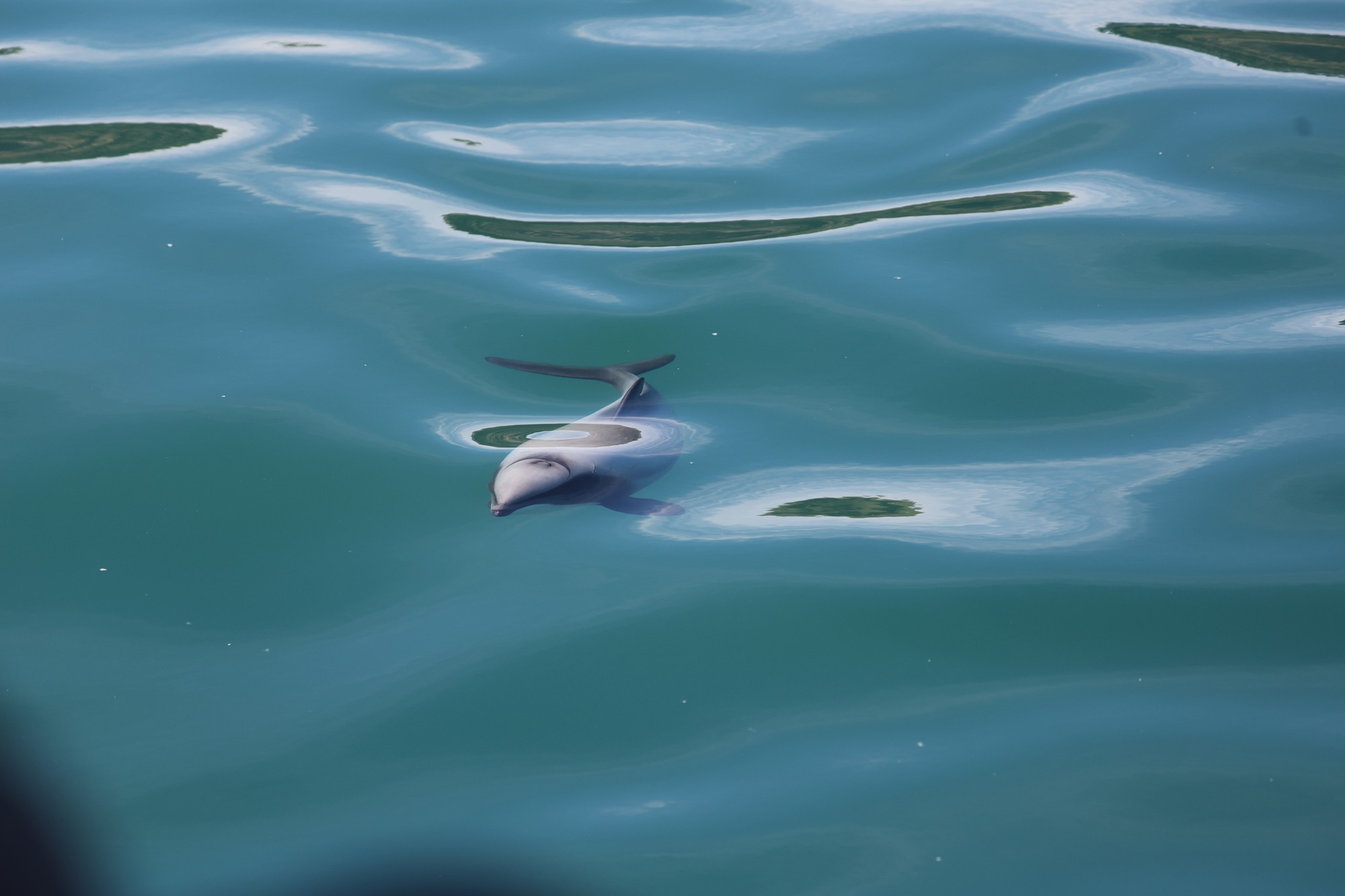 Dolphin Tour: Hector-Delphin