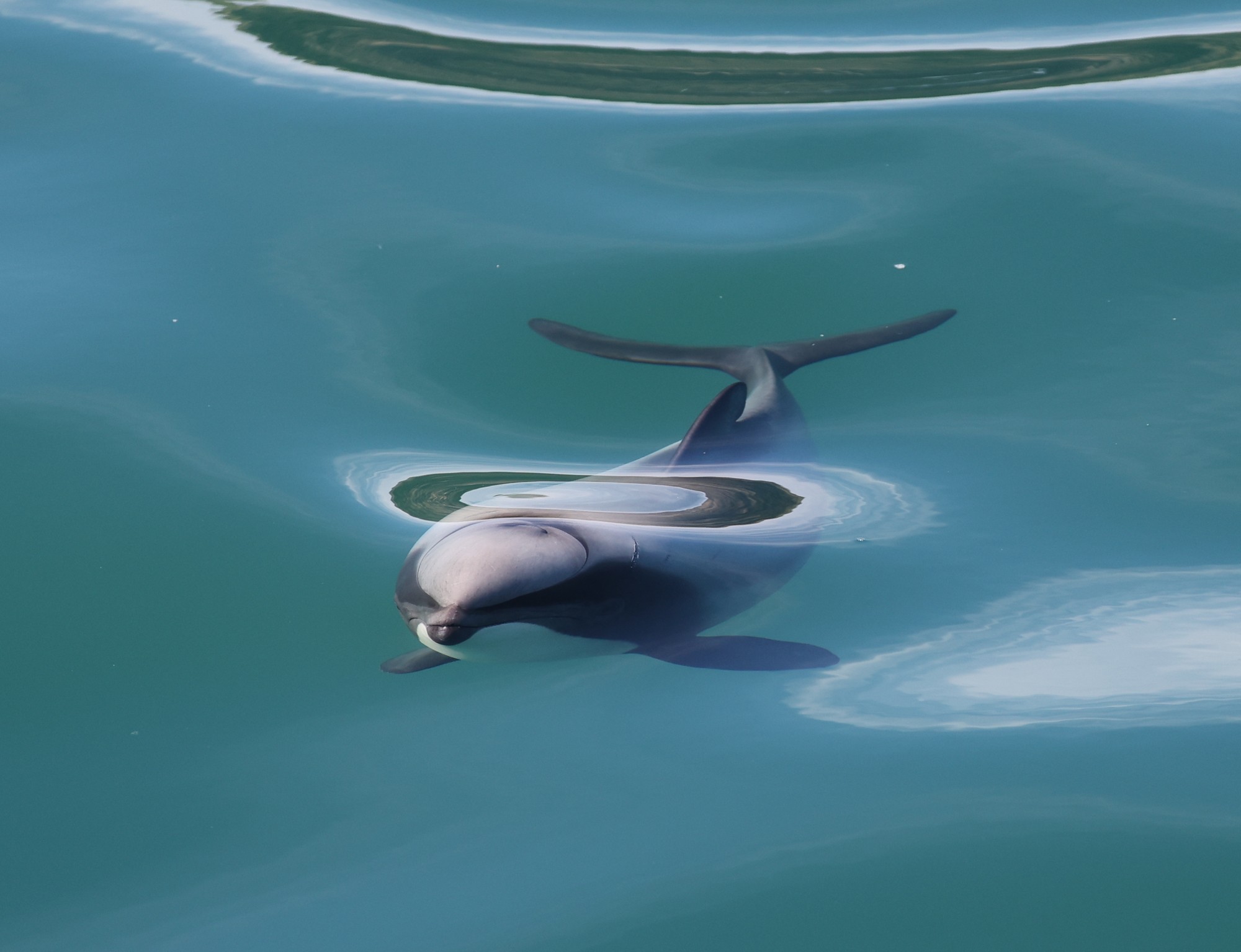 Dolphin Tour: Hector-Delphin
