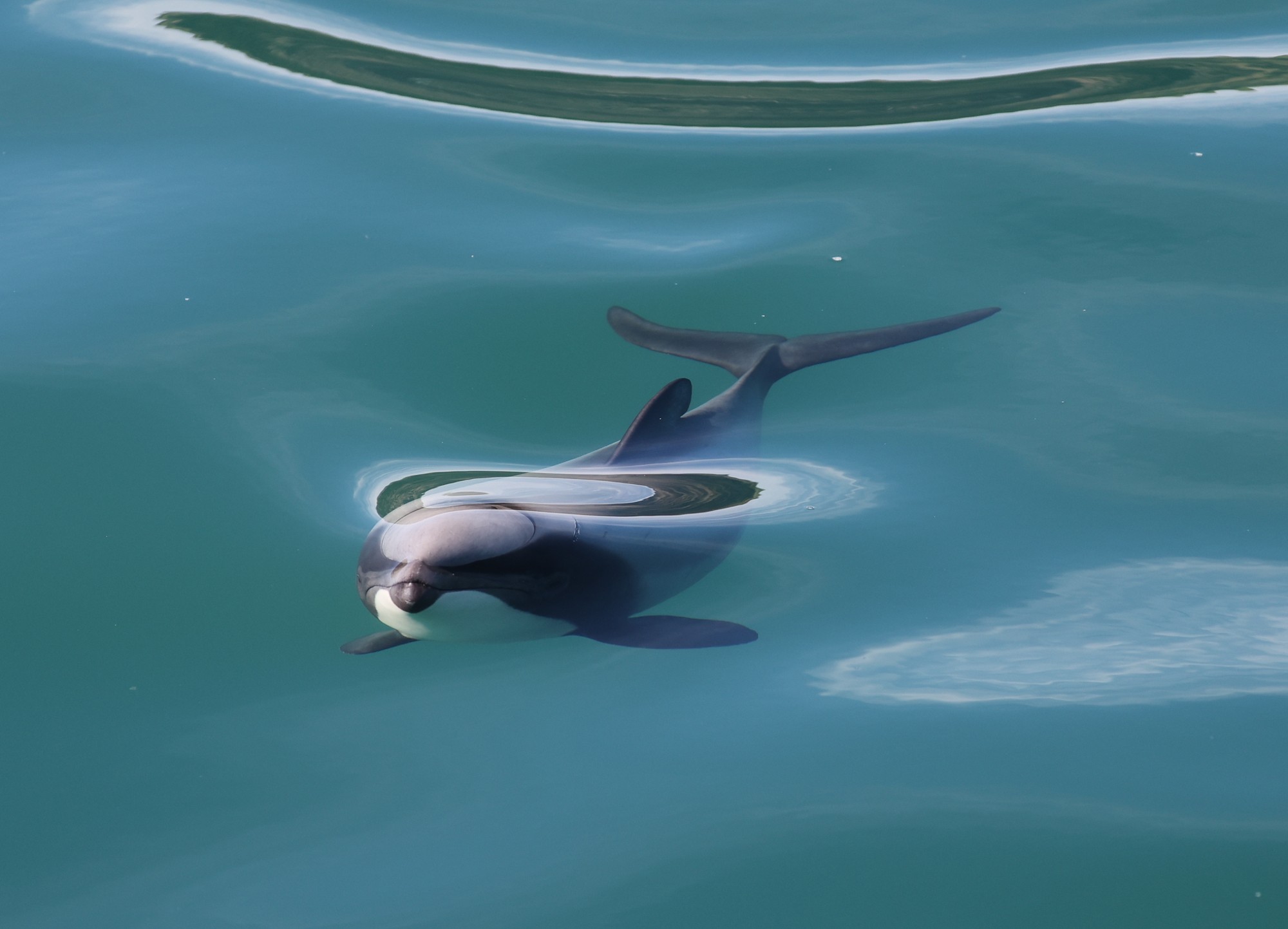 Dolphin Tour: Hector-Delphin