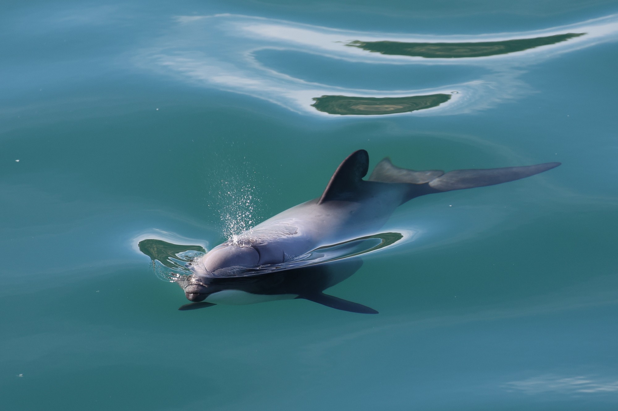 Dolphin Tour: Hector-Delphin