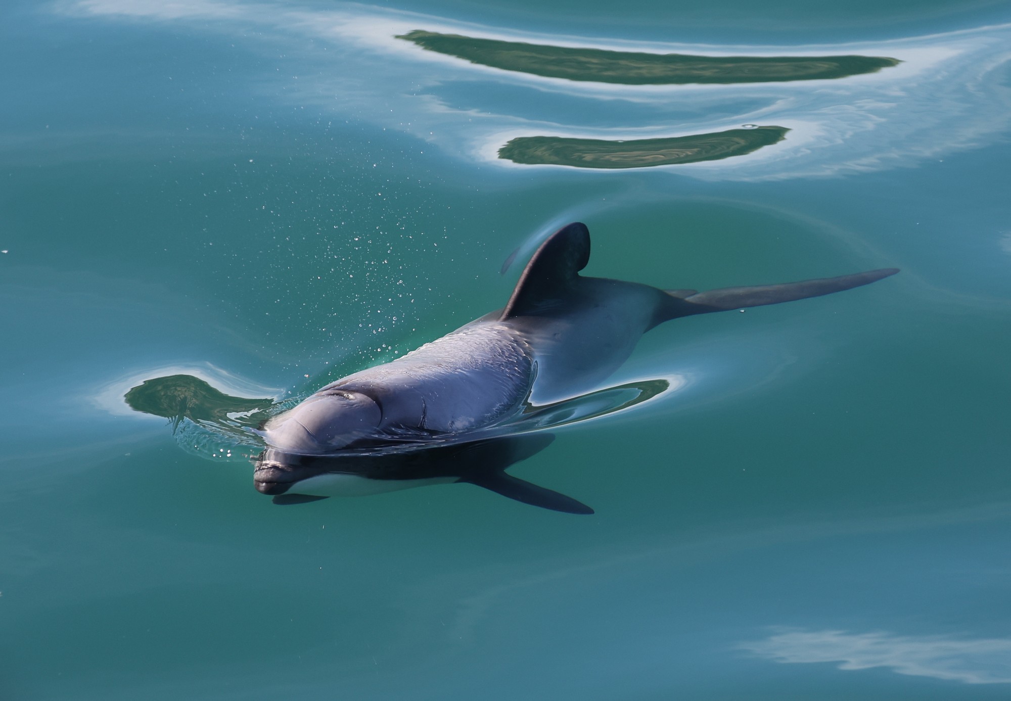 Dolphin Tour: Hector-Delphin