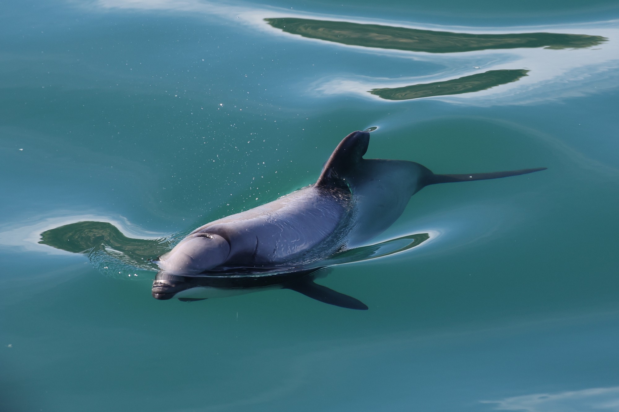 Dolphin Tour: Hector-Delphin