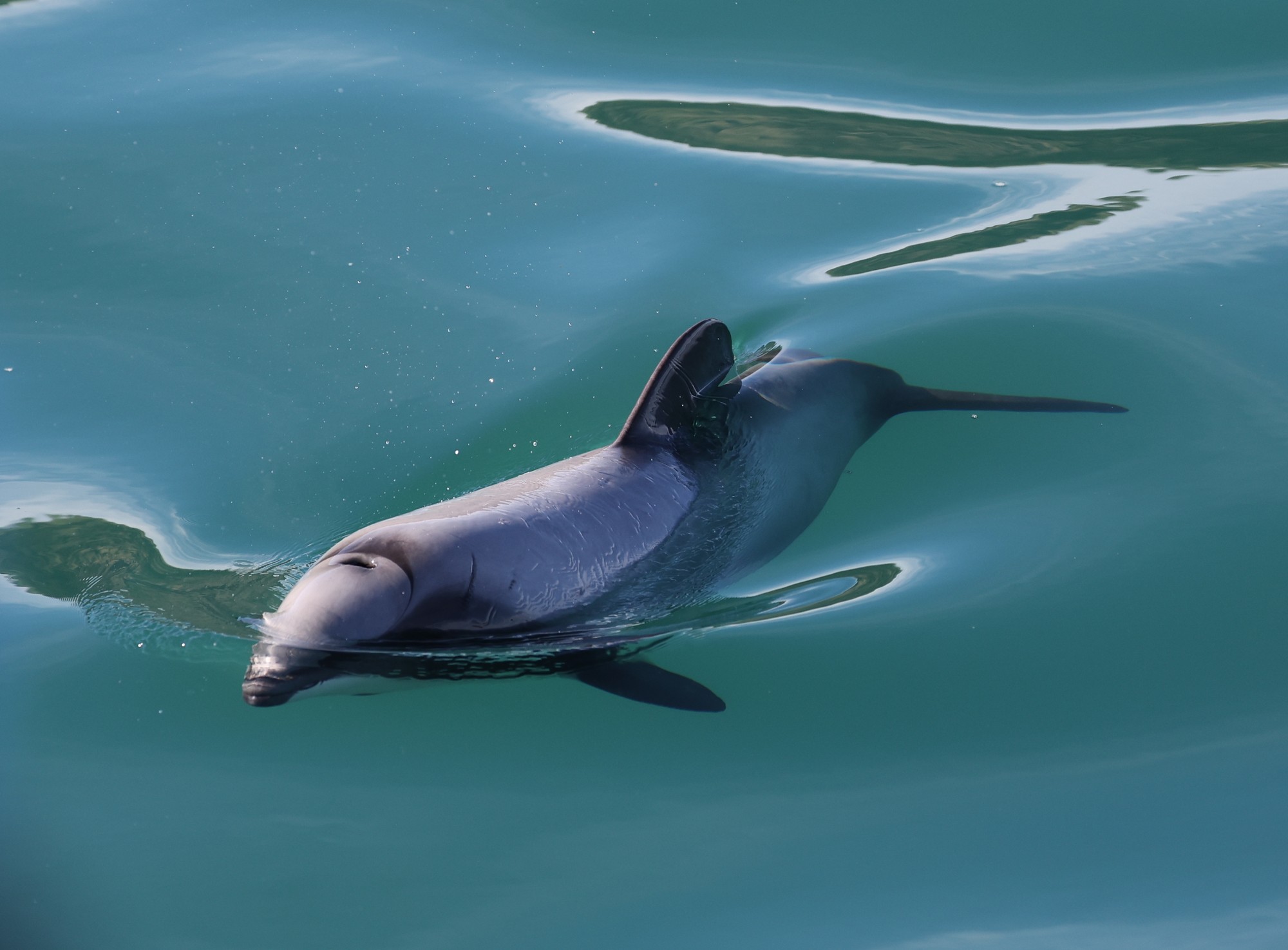 Dolphin Tour: Hector-Delphin