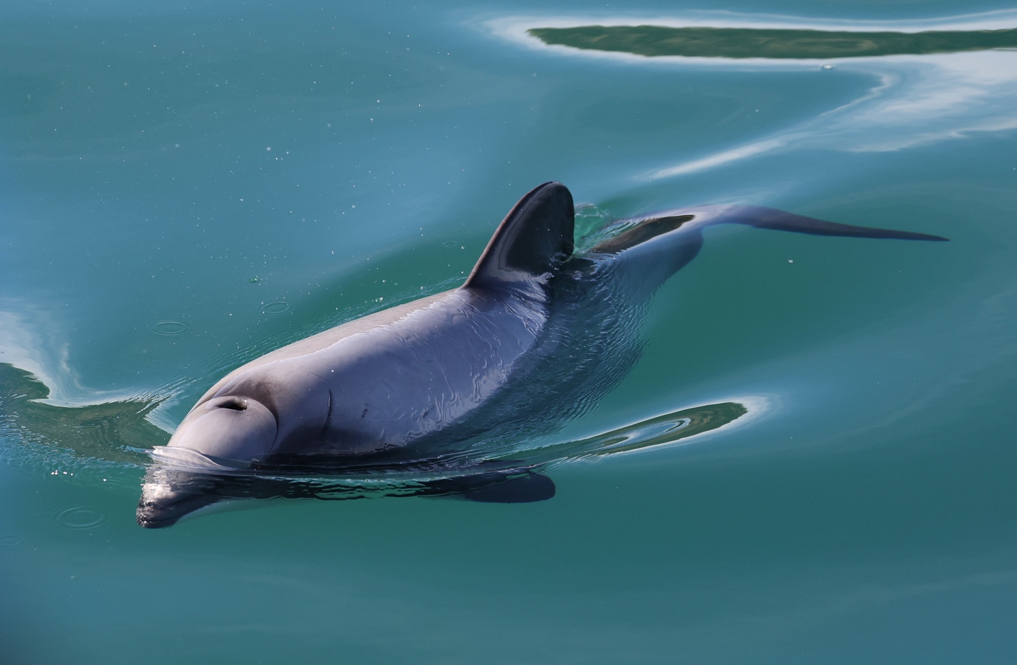 Dolphin Tour: Hector-Delphin