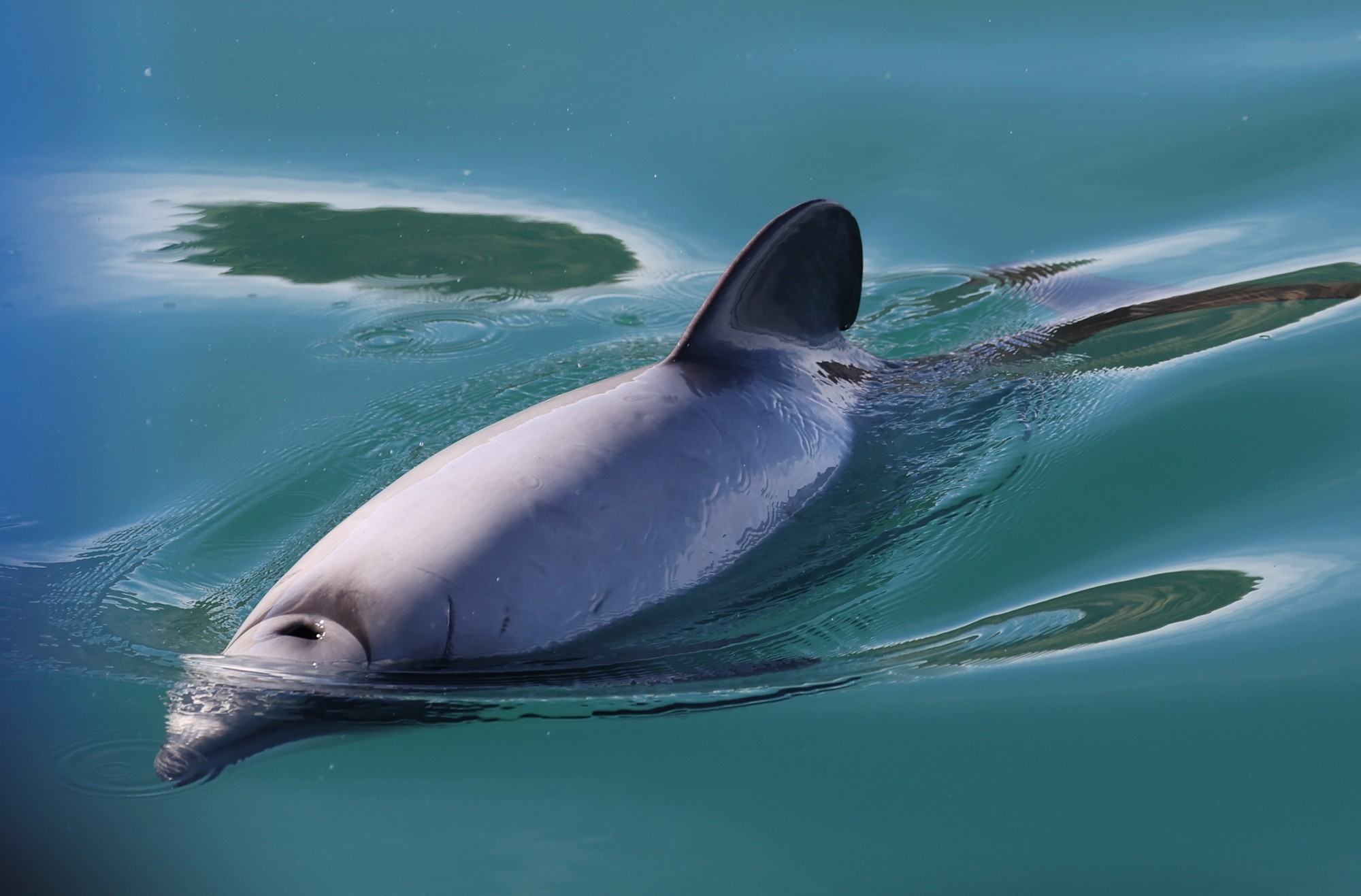 Dolphin Tour: Hector-Delphin