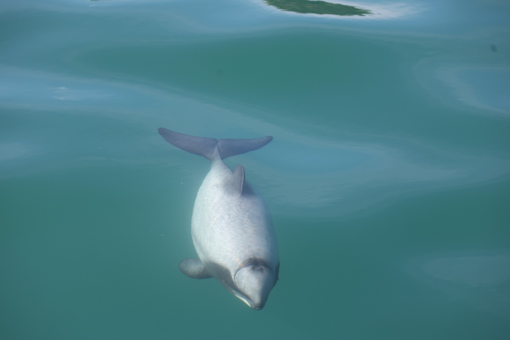 Dolphin Tour: Hector-Delphin