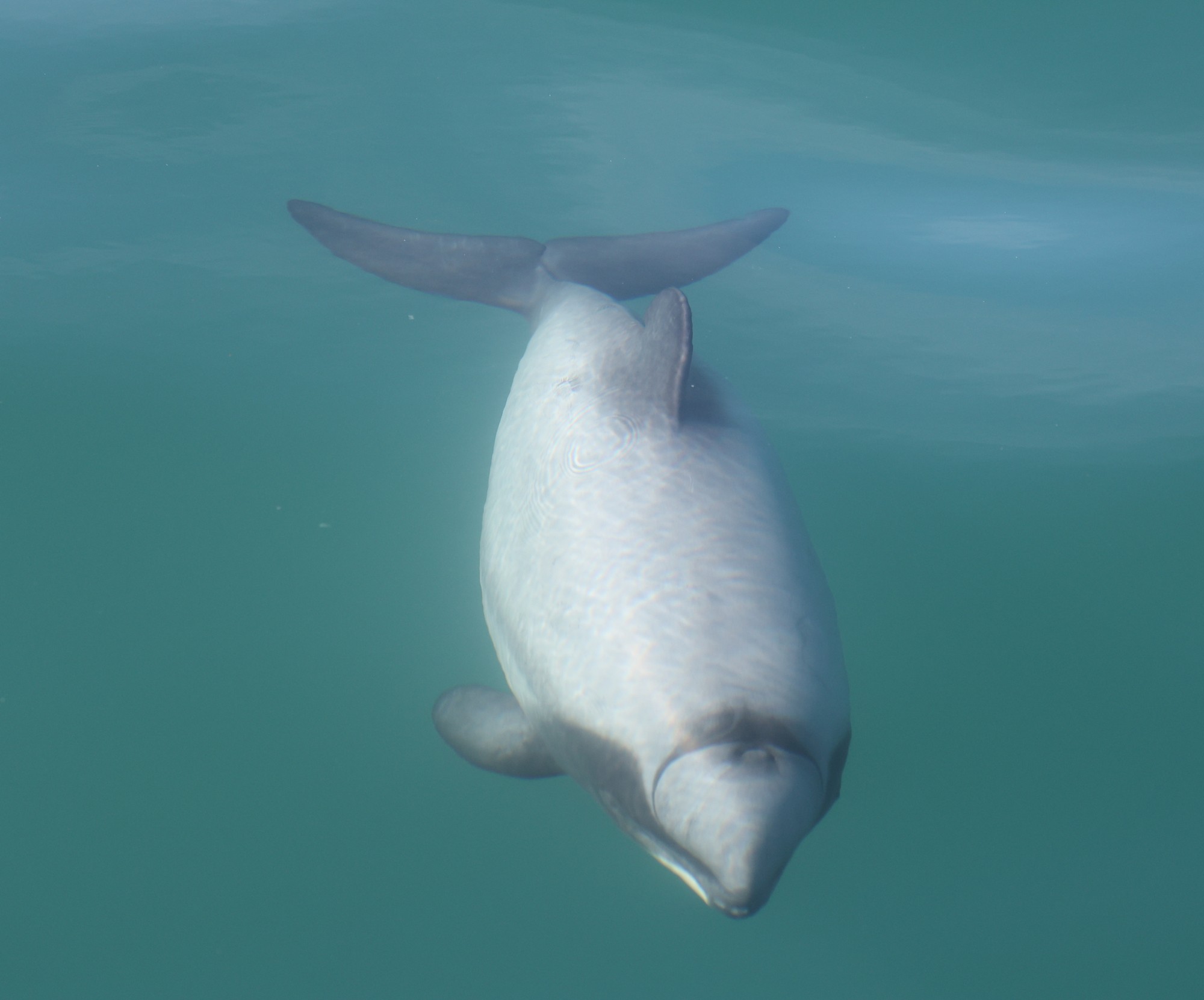 Dolphin Tour: Hector-Delphin