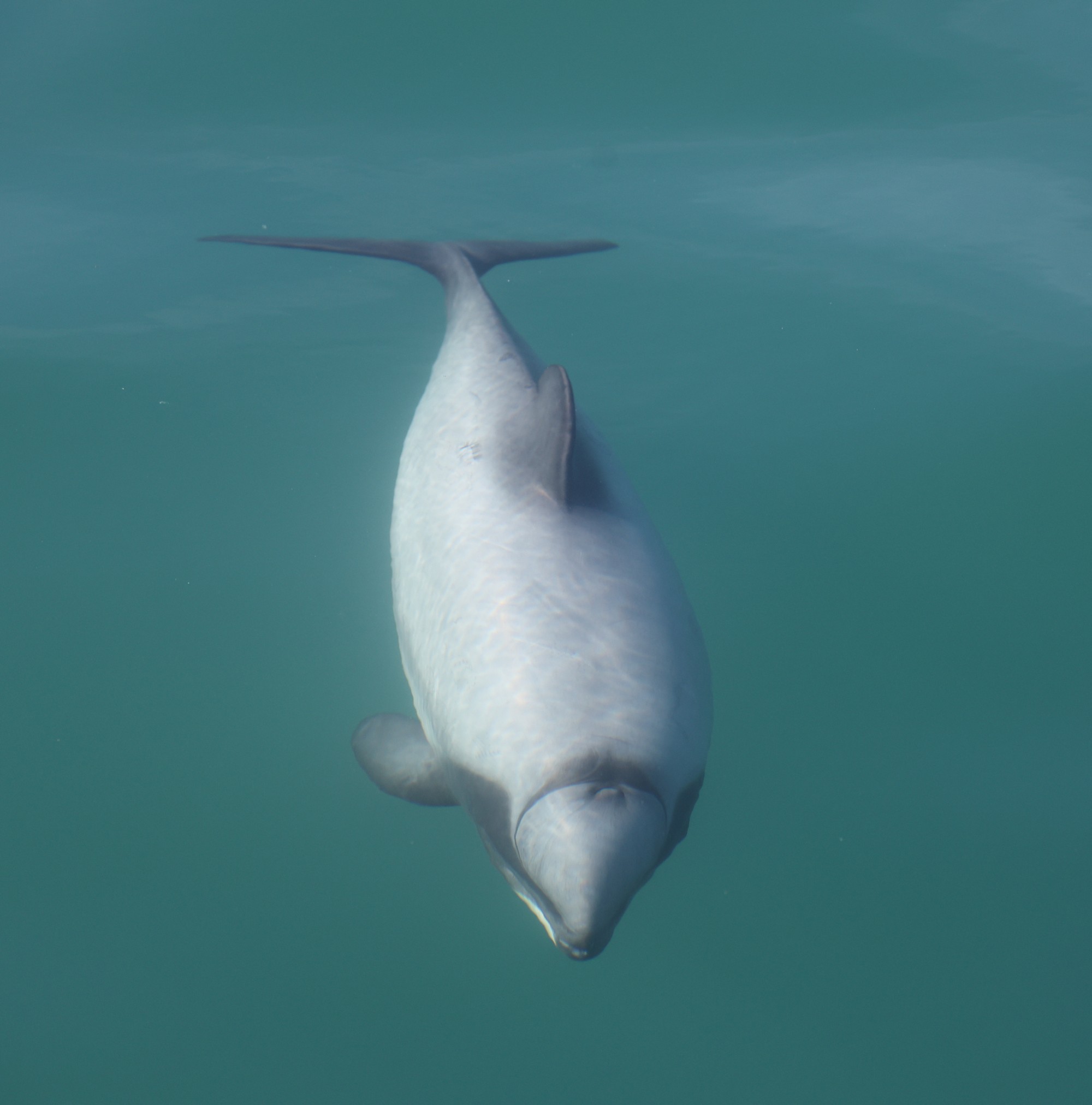 Dolphin Tour: Hector-Delphin