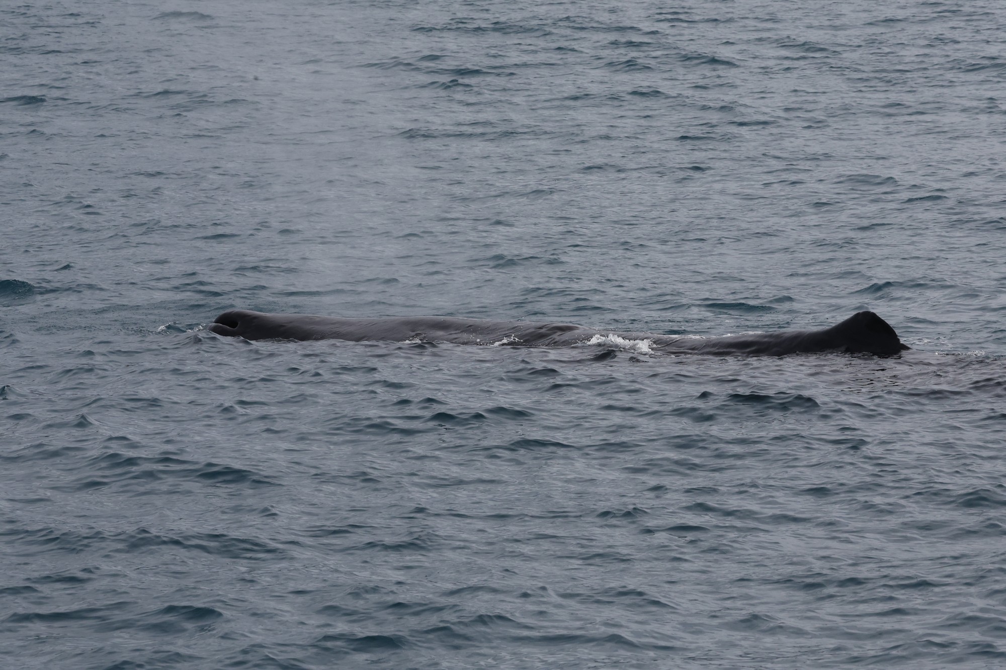 Whale-Watching-Cruise: Pottwal