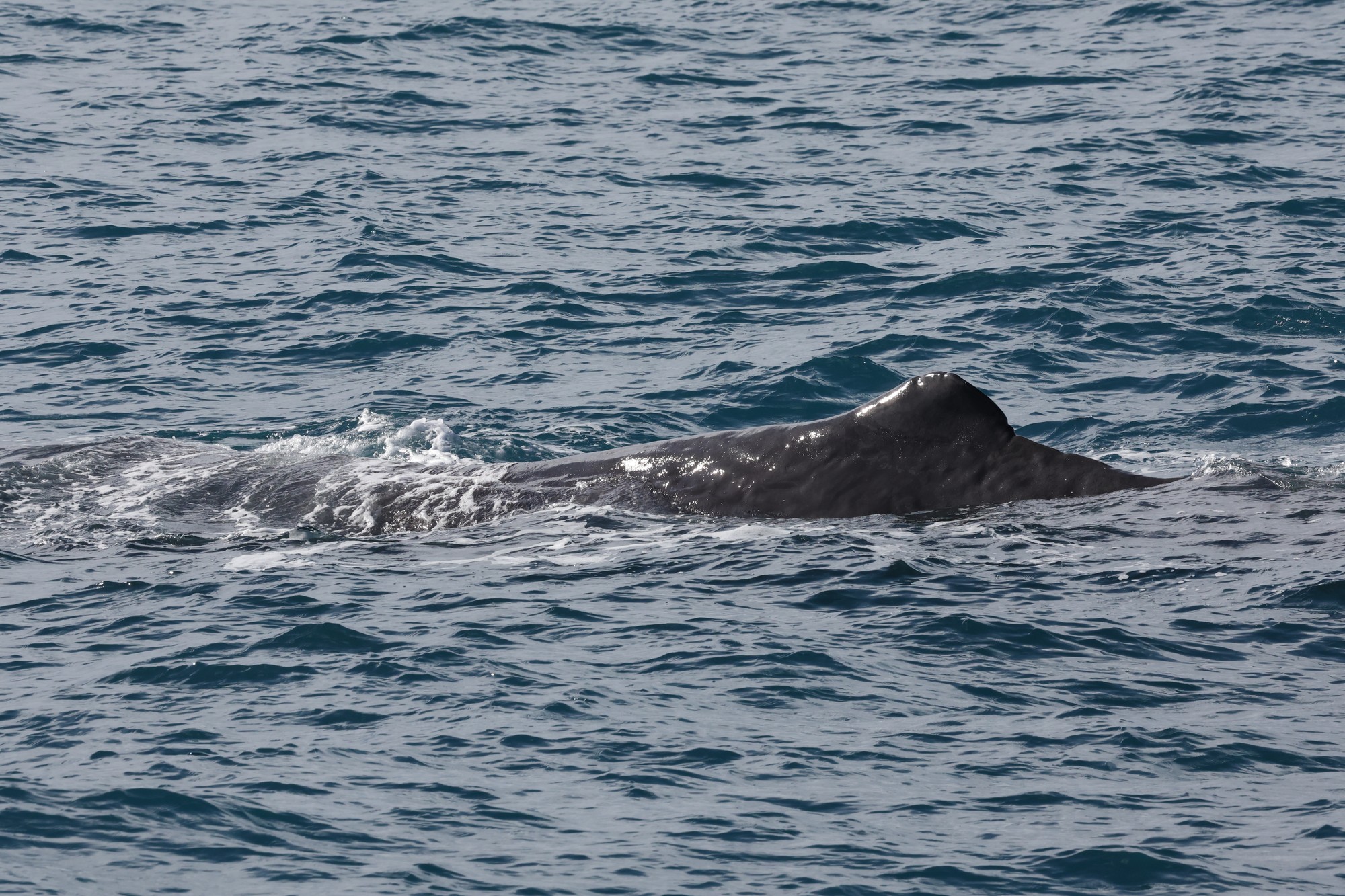 Whale-Watching-Cruise: Pottwal