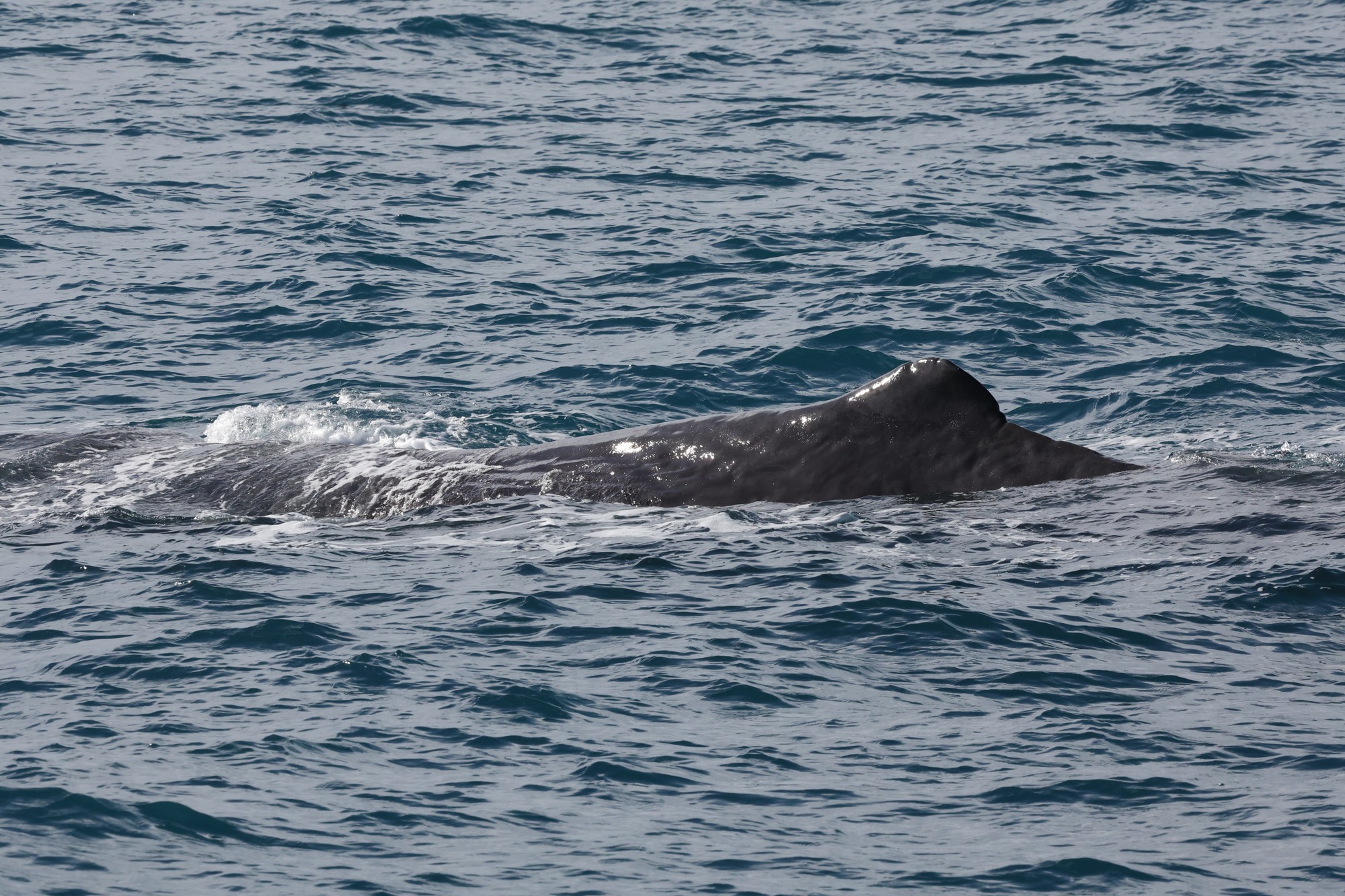 Whale-Watching-Cruise: Pottwal