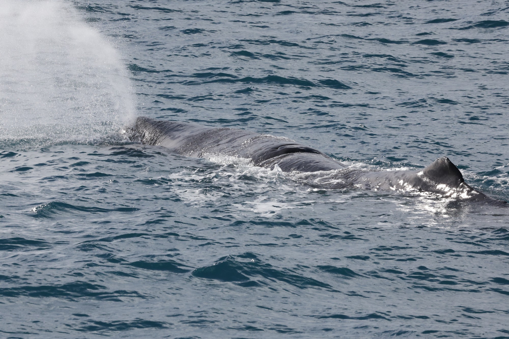 Whale-Watching-Cruise: Pottwal