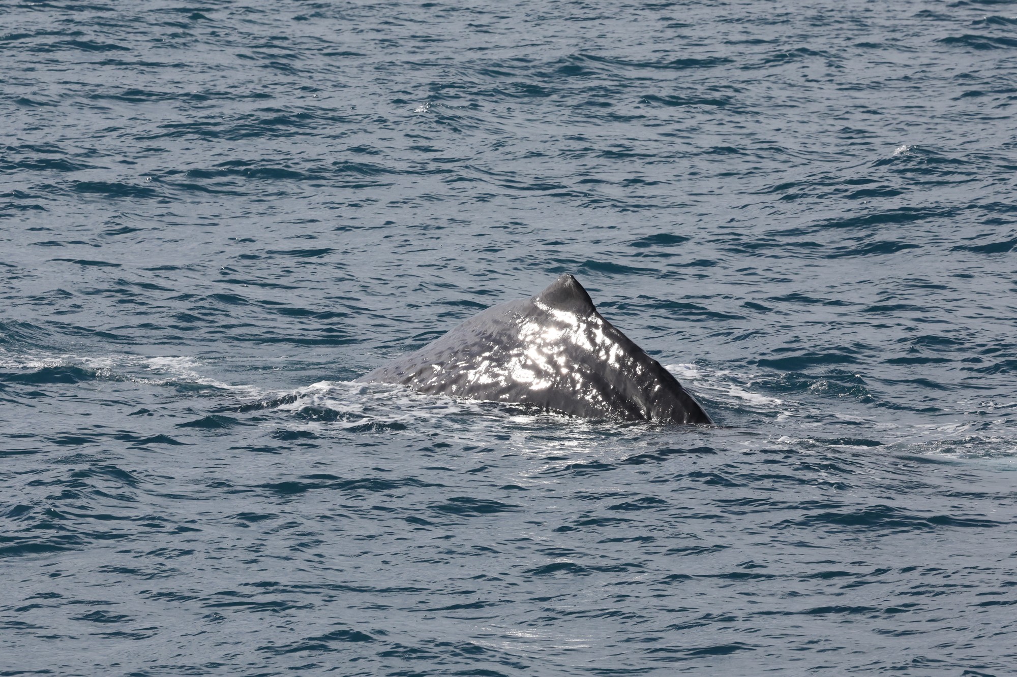 Whale-Watching-Cruise: Pottwal