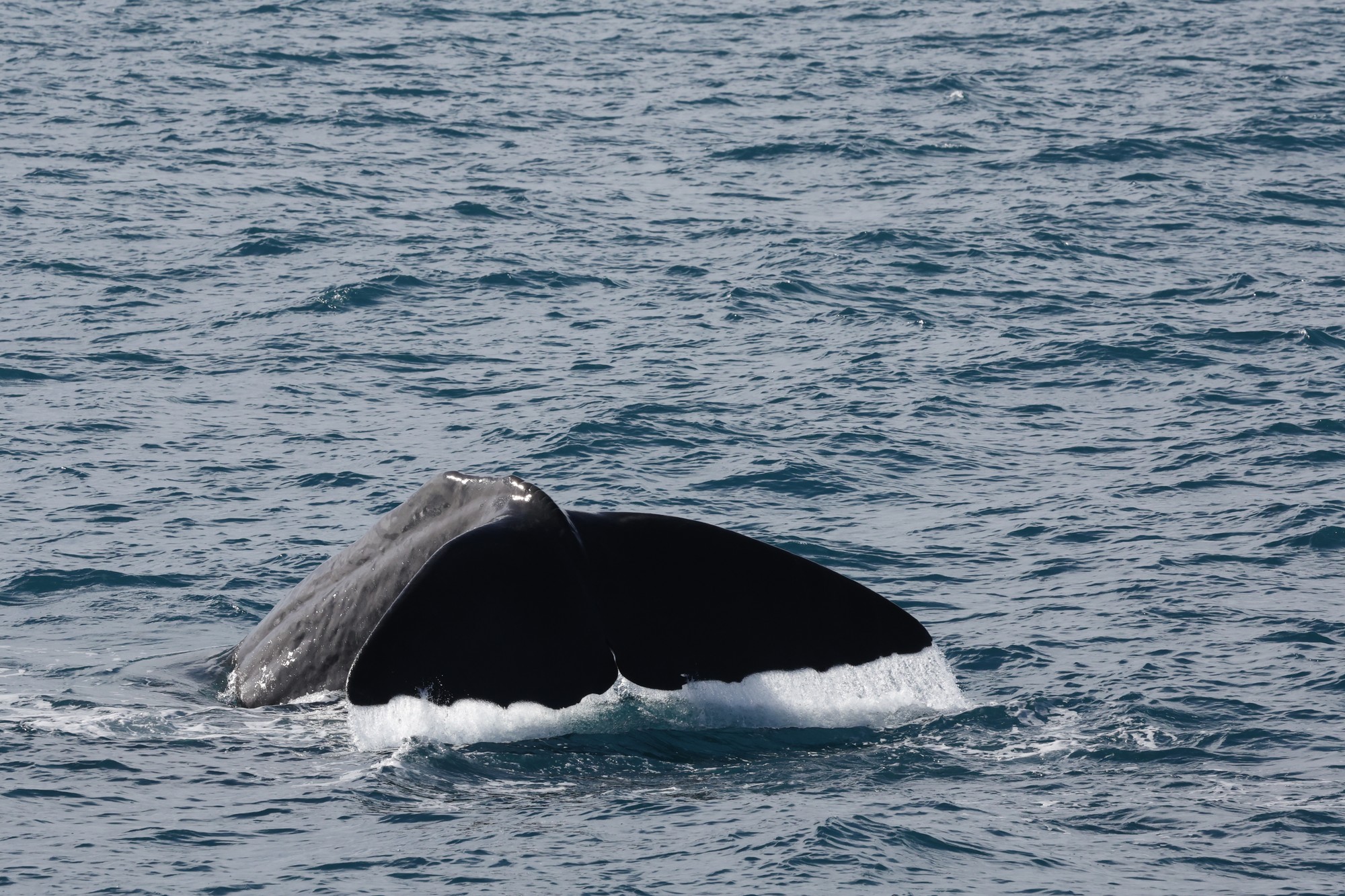 Whale-Watching-Cruise: Pottwal