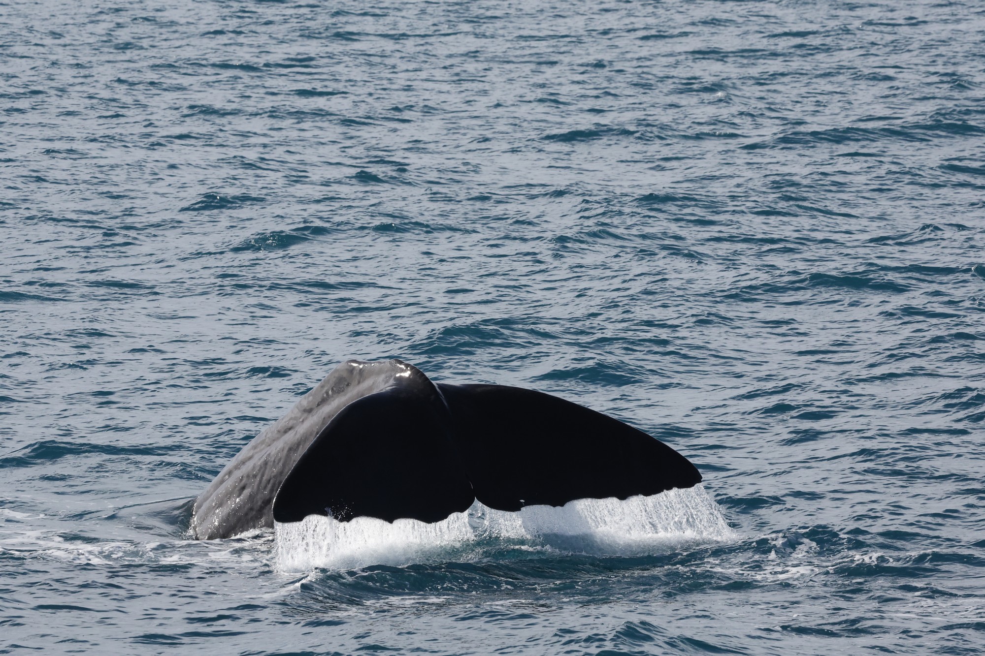 Whale-Watching-Cruise: Pottwal