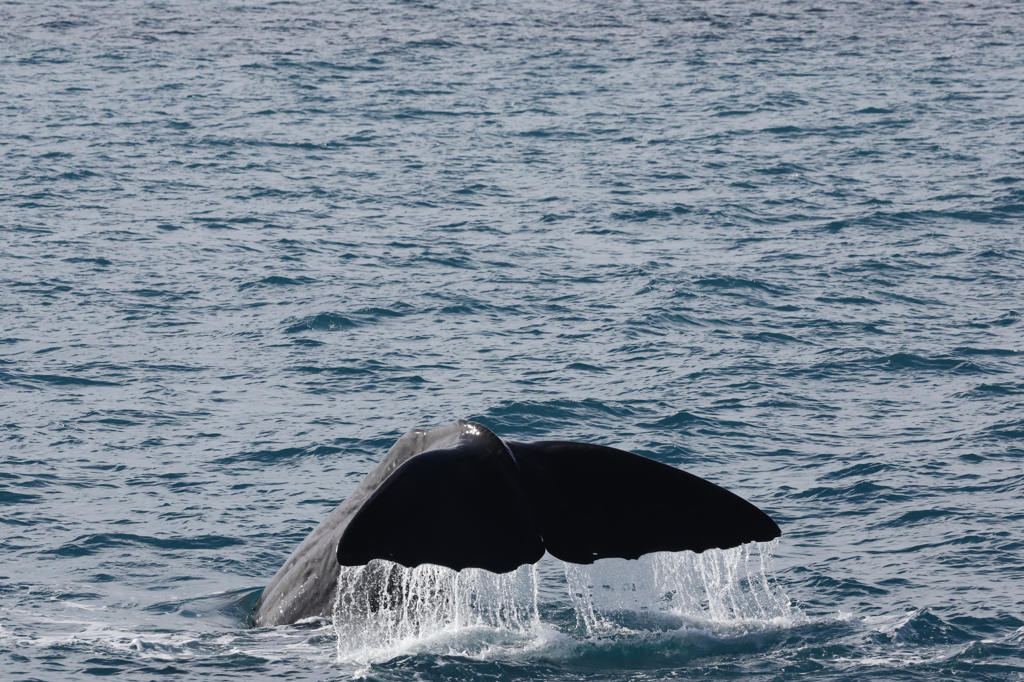 Whale-Watching-Cruise: Pottwal
