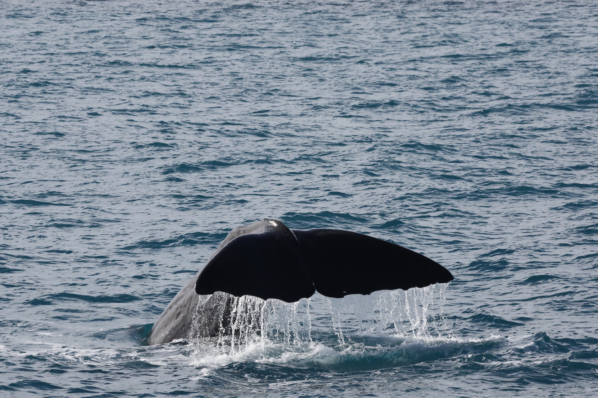 Whale-Watching-Cruise: Pottwal