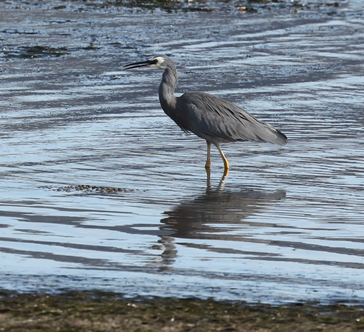 Reiher
